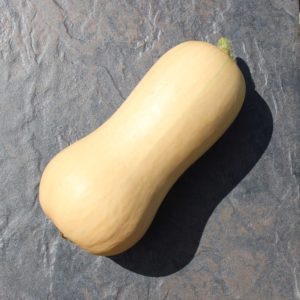 Butternut Squash