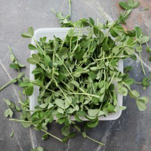 Microgreen Pea Shoots