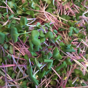 Microgreen Radish