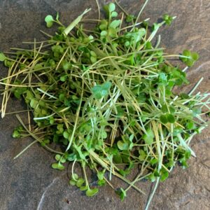 Microgreen broccoli