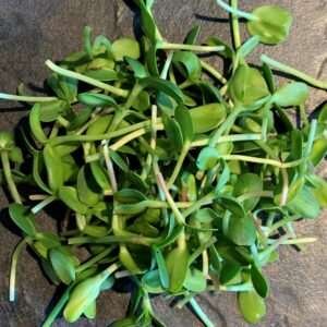 Microgreen sunflower