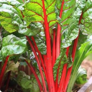 Swiss Chard